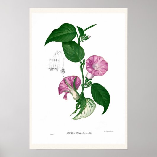 朝顔（アルギレイアsp） ポスター (正面)