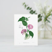 朝顔（アルギレイアsp） ポストカード (スタンド正面)