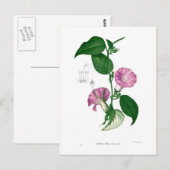 朝顔（アルギレイアsp） ポストカード (正面/裏面)