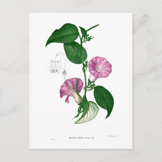 朝顔（アルギレイアsp） ポストカード (正面)