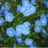 朝顔！ クッション