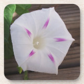 朝顔 コースター (正面)