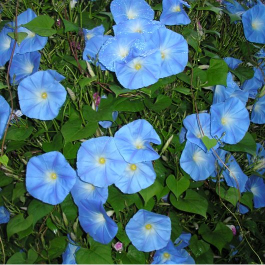 朝顔! コーヒーマグカップ