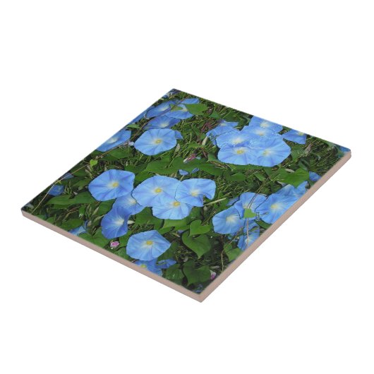 朝顔 タイル (側面)