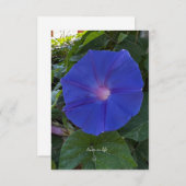 朝顔 ノートカード (正面/裏面)