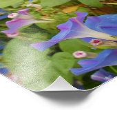 朝顔 フォトプリント            (角)