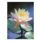 朝顔 フォトプリント            (正面)