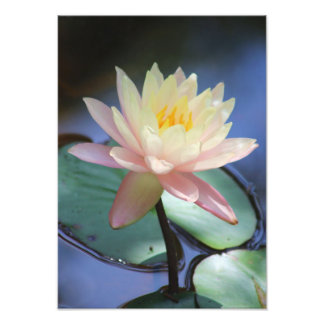 朝顔 フォトプリント           