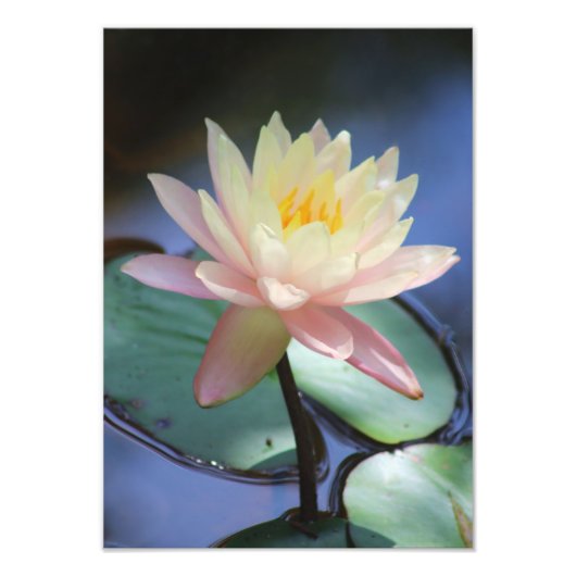 朝顔 フォトプリント            (正面)