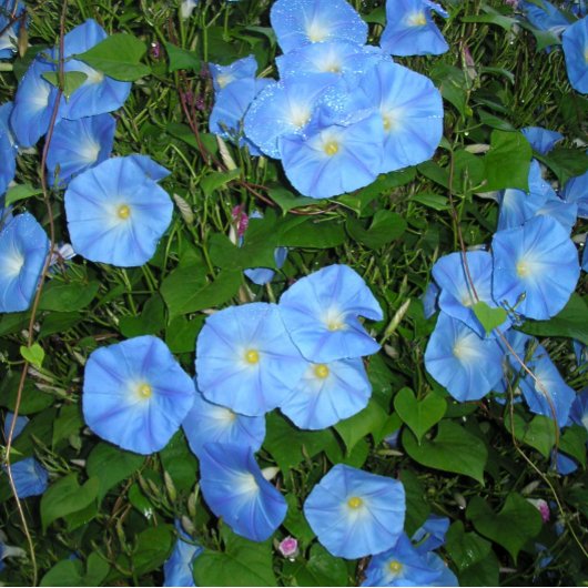 朝顔 ボールペン