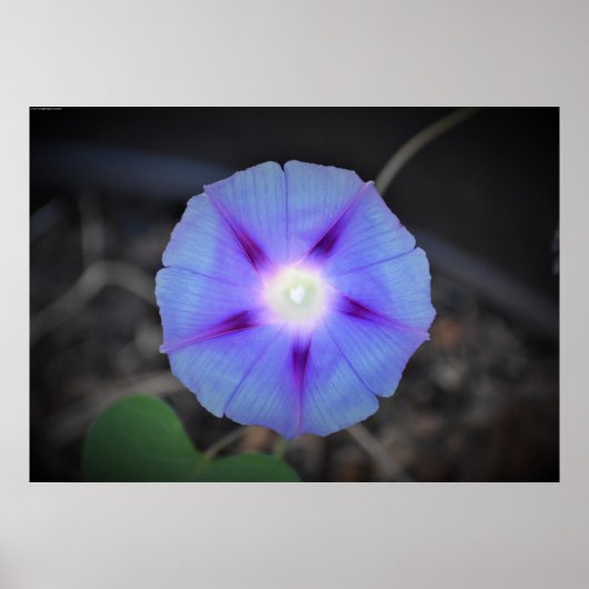 朝顔 ポスター (正面)