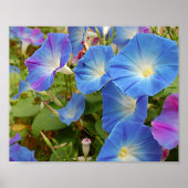 朝顔 ポスター (正面)