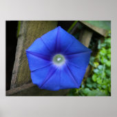 朝顔 ポスター (正面)