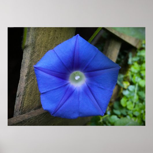 朝顔 ポスター (正面)