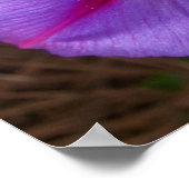 朝顔 ポスター (角)