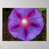 朝顔 ポスター (正面)