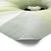 朝顔 ポスター (角)