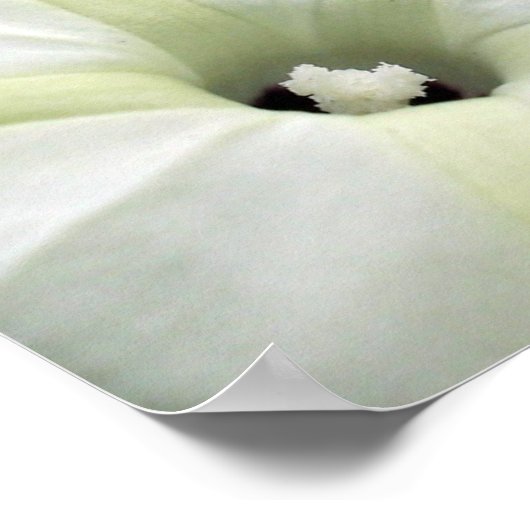 朝顔 ポスター (角)