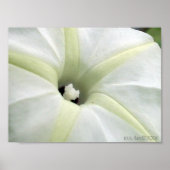 朝顔 ポスター (正面)