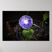 朝顔 ポスター (正面)