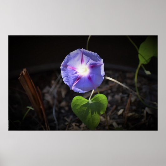 朝顔 ポスター (正面)