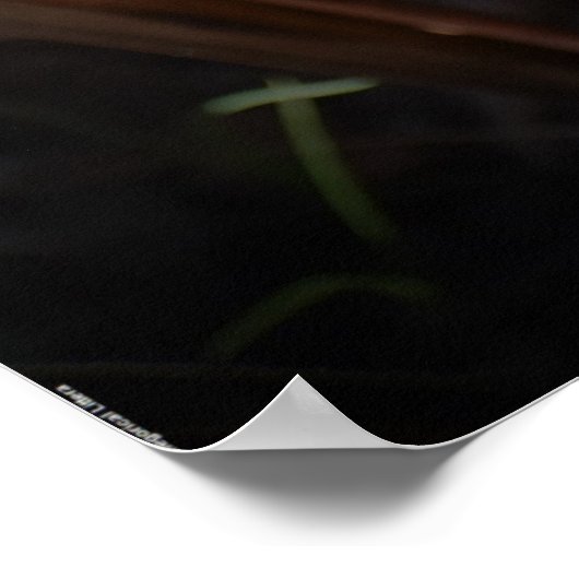 朝顔 ポスター (角)