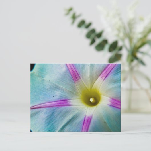 朝顔 ポストカード (スタンド正面)