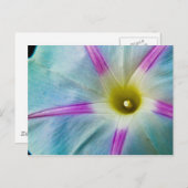 朝顔 ポストカード (正面/裏面)