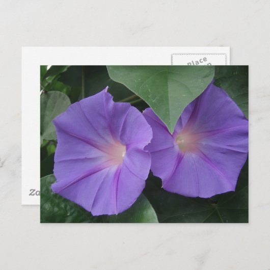 朝顔 ポストカード (正面/裏面)