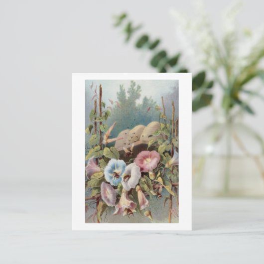 朝顔 ポストカード (スタンド正面)