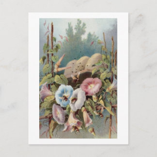 朝顔 ポストカード