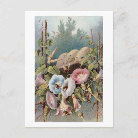 朝顔 ポストカード (正面)