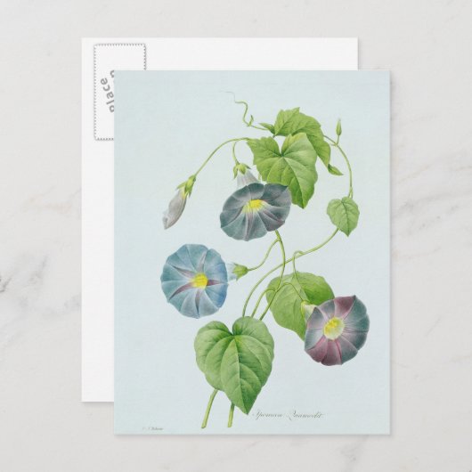 朝顔 ポストカード (正面/裏面)