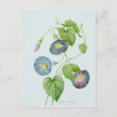 朝顔 ポストカード (正面)