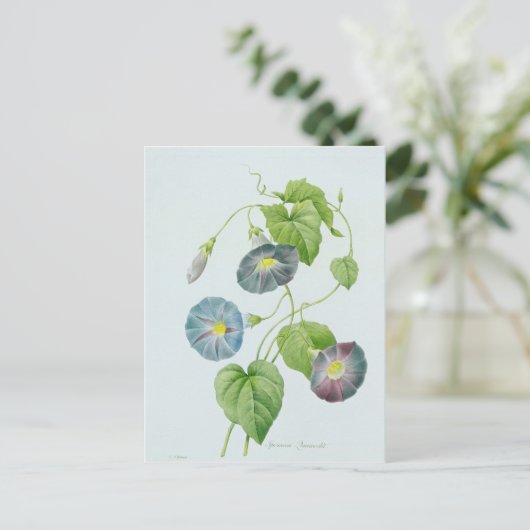 朝顔 ポストカード (スタンド正面)