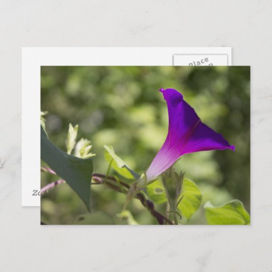 朝顔 ポストカード (正面/裏面)