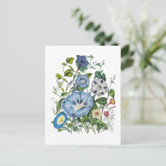 朝顔 ポストカード (スタンド正面)