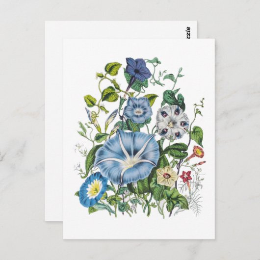 朝顔 ポストカード (正面/裏面)