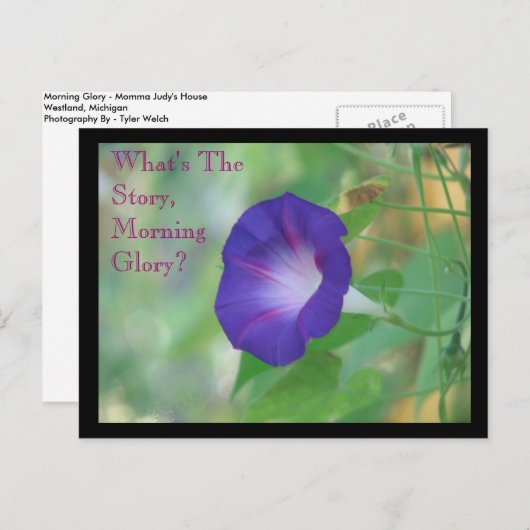 朝顔 ポストカード (正面/裏面)