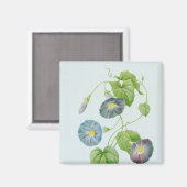 朝顔 マグネット (正面/裏面)