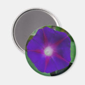 朝顔 マグネット (正面/裏面)