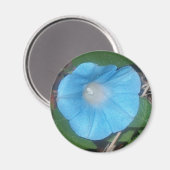 朝顔 マグネット (正面/裏面)