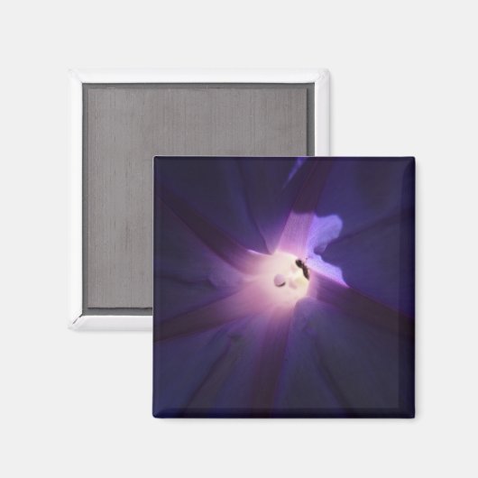 朝顔 マグネット (正面/裏面)