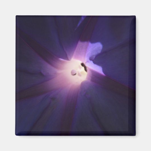 朝顔 マグネット (正面)