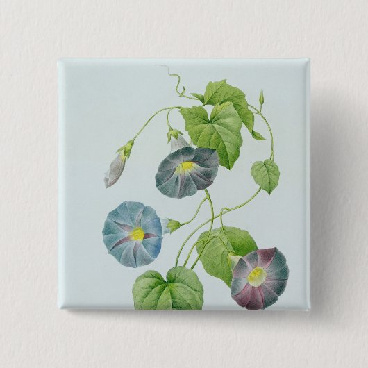 朝顔 缶バッジ (正面)