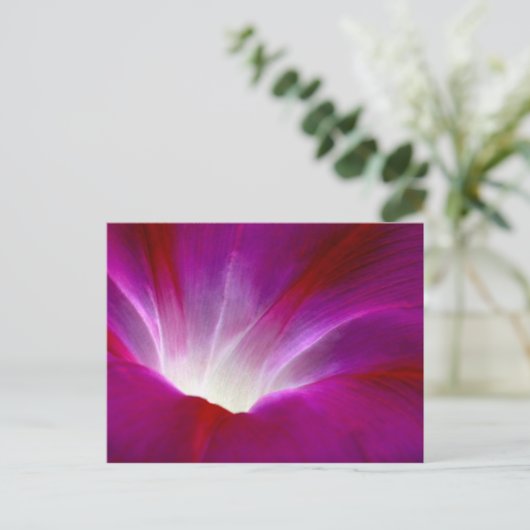 朝顔(2) ポストカード (スタンド正面)