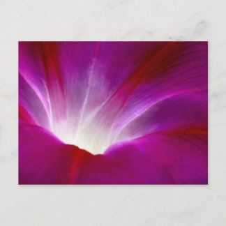 朝顔(2) ポストカード