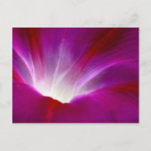 朝顔(2) ポストカード (正面)