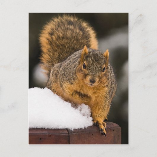 朝食の準備ができている ポストカード (正面)