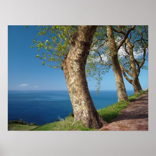 木々が海 ポスター (正面)